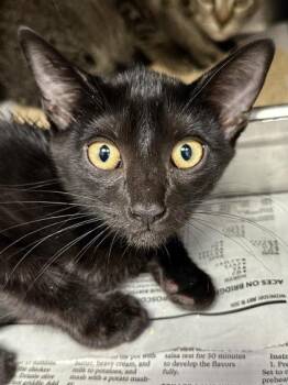 Molly Rue -  Domestic Short Hair Cat for Adoption in Wichita, Kansas - Molly Rue | PetCurious