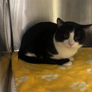 Seitan -  Domestic Short Hair Cat for Adoption in Murray, Utah - Seitan | PetCurious