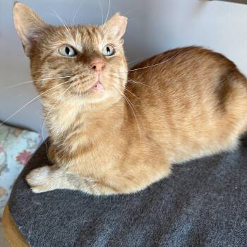 Rescue Domestic Short Hair Cats for Adoption - Orangie | PetCurious