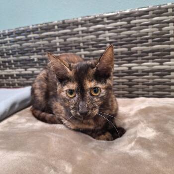 Rescue Domestic Short Hair Cats for Adoption in Attica, New York - Joan Jett | PetCurious