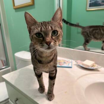 Mrs. Birdie -  Domestic Short Hair Cat for Adoption in Franklin, Tennessee - Mrs. Birdie | PetCurious