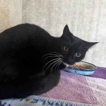 Domestic Short Hair Cats Available for Adoption - Whiskers | PetCurious