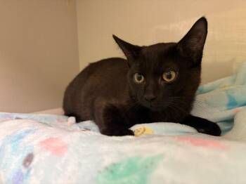Domestic Short Hair Cats Available for Adoption in Warren, Pennsylvania - Groot | PetCurious