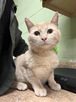 Domestic Short Hair Cats Available for Adoption in Indianapolis, Indiana - TOAST | PetCurious