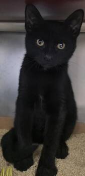 Barney Stinson -  Domestic Short Hair Cat for Adoption in Morristown, New Jersey - Barney Stinson | PetCurious