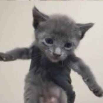 Dom -  Domestic Short Hair Cat for Adoption in Elfin Forest, California - Dom | PetCurious