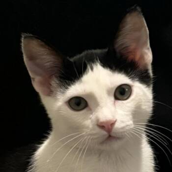 Domestic Short Hair Cats Available for Adoption in Liverpool, Texas - Moxy | PetCurious