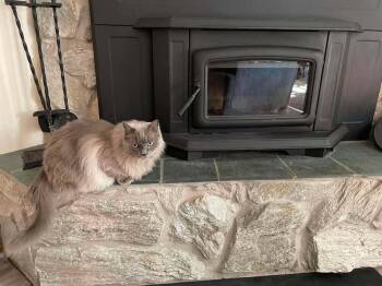 Pierre -  Ragdoll Cat for Adoption in Lincoln, Nebraska - Pierre | PetCurious