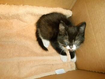 Rescue Domestic Short Hair Cats for Adoption in San Jose, California - A1395697 | PetCurious