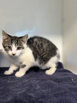 LINDOR -  Domestic Short Hair Cat for Adoption in Delson, Quebec - LINDOR | PetCurious