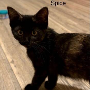 Spice -  Tortoiseshell Cat for Adoption in Wyandotte, Michigan - Spice | PetCurious