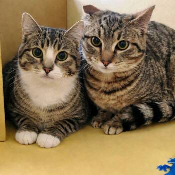 Tabby Cats Available for Adoption - Daiquiri & Swizzle (Bonded) | PetCurious