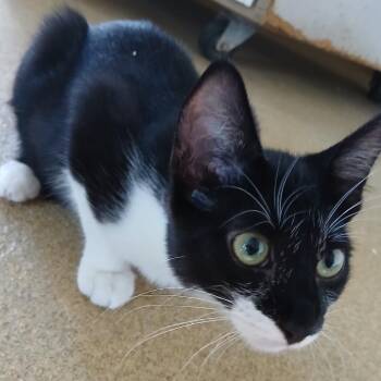 Luna Girl -  Domestic Short Hair Cat for Adoption in Cumming, Georgia - Luna Girl | PetCurious