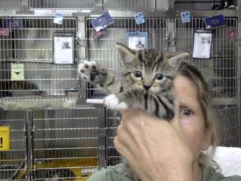 A186796 -  Domestic Short Hair Cat for Adoption in Pasadena, Texas - A186796 | PetCurious