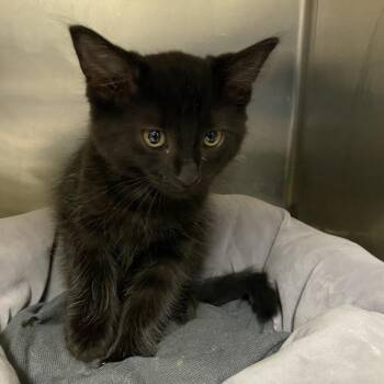 Wallie -  Domestic Short Hair Cat for Adoption in Cheyenne, Wyoming - Wallie | PetCurious
