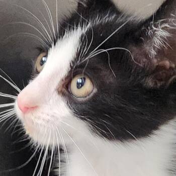 Drifter K46080 -  Domestic Short Hair Cat for Adoption in Corsicana, Texas - Drifter K46080 | PetCurious