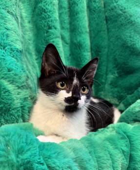 Stella -  Domestic Short Hair Cat Available for Adoption in Riverside, California - Stella | PetCurious