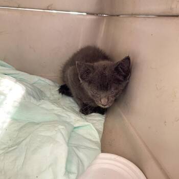 Chicken Nuggie -  Domestic Short Hair Cat for Adoption in Lynchburg, Virginia - Chicken Nuggie | PetCurious