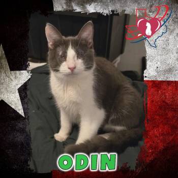 Rescue Domestic Short Hair Cats for Adoption in Kingman, Arizona - Josh/Odin | PetCurious
