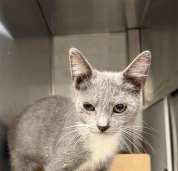 MEGAN -  Domestic Short Hair Cat for Adoption in Baytown, Texas - MEGAN | PetCurious