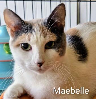 Domestic Short Hair Cats Available for Adoption in Colfax, Iowa - Maebelle | PetCurious