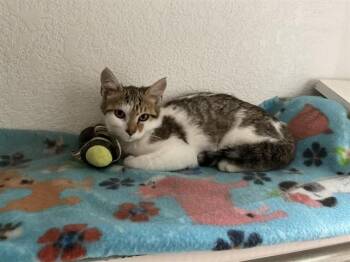PAPAYA -  Domestic Short Hair Cat for Adoption in Aurora, Colorado - PAPAYA | PetCurious