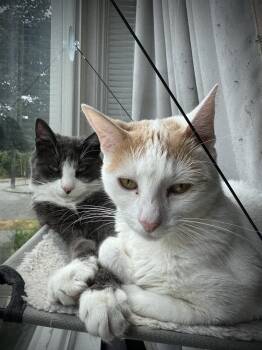 Shishito and Tabasco -  Domestic Short Hair Cat for Adoption in Seattle, Washington - Shishito And Tabasco | PetCurious