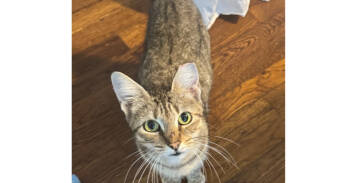 Rescue Domestic Short Hair and Tabby Cats for Adoption in Dallas, Texas - Casca | PetCurious