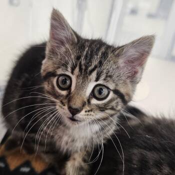 Domestic Short Hair Cats Available for Adoption in Evansville, Indiana - Marine Mia | PetCurious