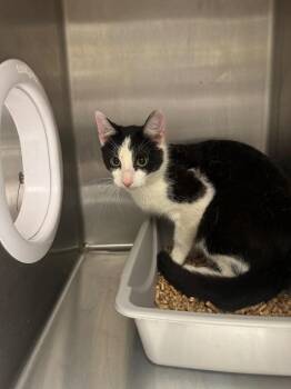 Domestic Short Hair Cats Available for Adoption in Clarksville, Tennessee - Busco | PetCurious