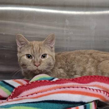 Rescue Domestic Short Hair Cats for Adoption in Edison, New Jersey - Dom | PetCurious