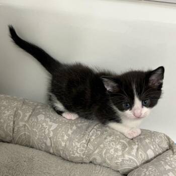 Domestic Short Hair Cats Available for Adoption in Rochester Hills, Michigan - Bo | PetCurious