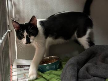 Jupiter -  Domestic Short Hair Cat for Adoption in Mason City, Iowa - Jupiter | PetCurious
