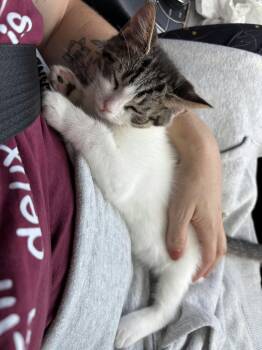 Dopey -  Tabby Cat for Adoption in Hamilton, Ontario - Dopey | PetCurious