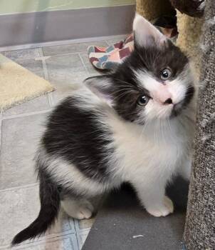 Domestic Short Hair Cats Available for Adoption in Minneapolis, Minnesota - Mercy | PetCurious