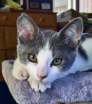 Kitten Udon -  Domestic Short Hair Cat for Adoption in Seal Beach, California - Kitten Udon | PetCurious