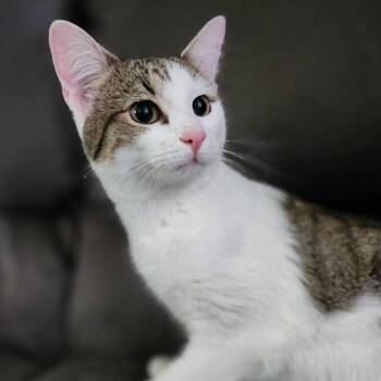 Domestic Short Hair Cats Available for Adoption in Centerville, Tennessee - Cutie Pie | PetCurious