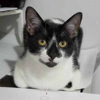 Rescue Domestic Short Hair Cats for Adoption in Chicago, Illinois - Poppy | PetCurious
