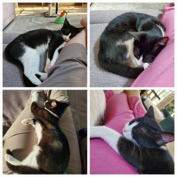 Minnie -  Domestic Short Hair Cat for Adoption in Horn Lake, Mississippi - Minnie | PetCurious