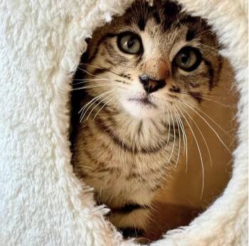 Rescue Tabby Cats for Adoption in Maryville, Tennessee - Jasper | PetCurious