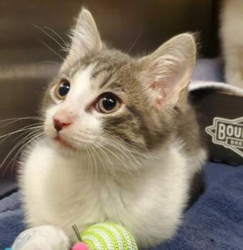 Leaf -  Domestic Short Hair Cat for Adoption in Kansas City, Missouri - Leaf | PetCurious