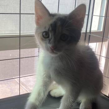 Backpack -  Domestic Short Hair Cat for Adoption in Lakewood, California - Backpack | PetCurious