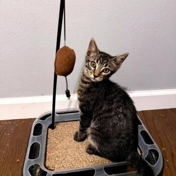 Burrito -  Domestic Short Hair Cat for Adoption in Green Bay, Wisconsin - Burrito | PetCurious