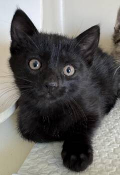 Buttercup -  Domestic Short Hair Cat for Adoption in Buena Vista, Colorado - Buttercup | PetCurious