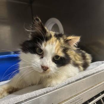 Domestic Medium Hair Cats Available for Adoption in West Olive, Michigan - Aleesa | PetCurious