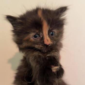 Domestic Long Hair Cats Available for Adoption in Henderson, Kentucky - Spoon | PetCurious