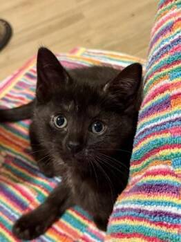 Davina -  Domestic Short Hair Cat for Adoption in Harbor Springs, Michigan - Davina | PetCurious