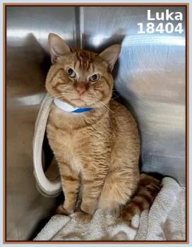Domestic Short Hair and Tabby Cats Available for Adoption in Marietta, Georgia - LUKA | PetCurious