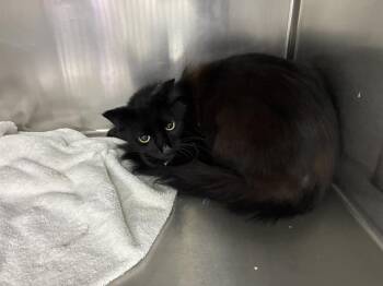 MARCO -  Domestic Medium Hair Cat for Adoption in Salinas, California - MARCO | PetCurious