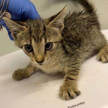 Indie -  Domestic Short Hair Cat for Adoption in Tampa, Florida - Indie | PetCurious